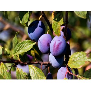 Slivka (Prunus domestica) ´STANLEY´ na kmienku, 240-260 cm, obvod kmeňa: 8/10 cm, kont. C10L - kvetináčová